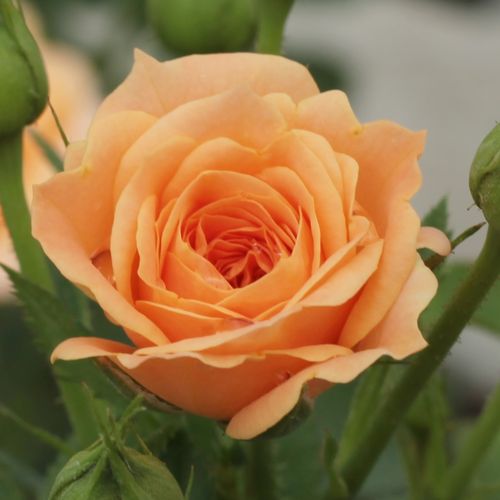 Rosa Apricot Clementine® - narancssárga - Csokros virágú - magastörzsű rózsafa- bokros koronaforma